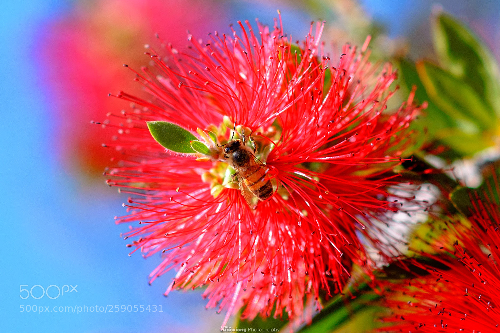 Nikon D610 sample photo. Flower and bee photography