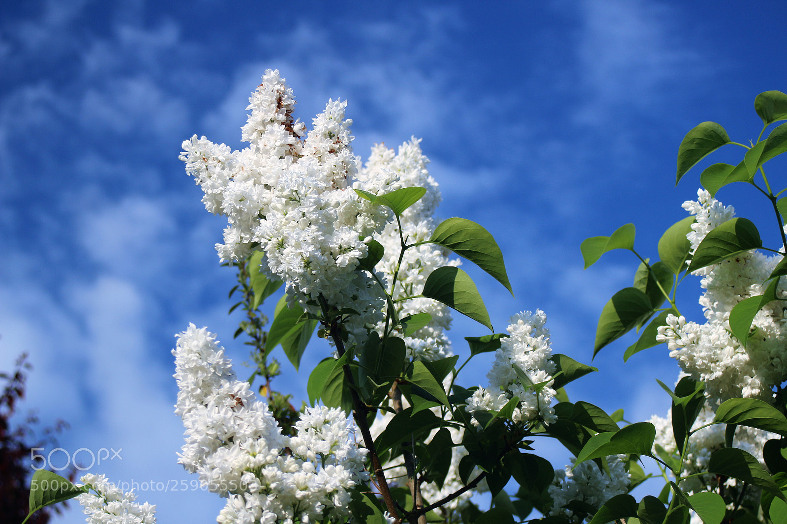 Canon EOS 100D (EOS Rebel SL1 / EOS Kiss X7) sample photo. Lilac time - 3 photography