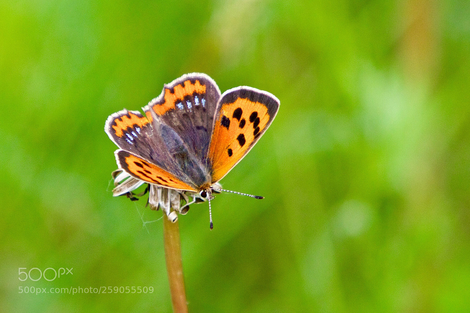 Canon EOS 7D Mark II sample photo. Lycaena phlaeas - kleine photography