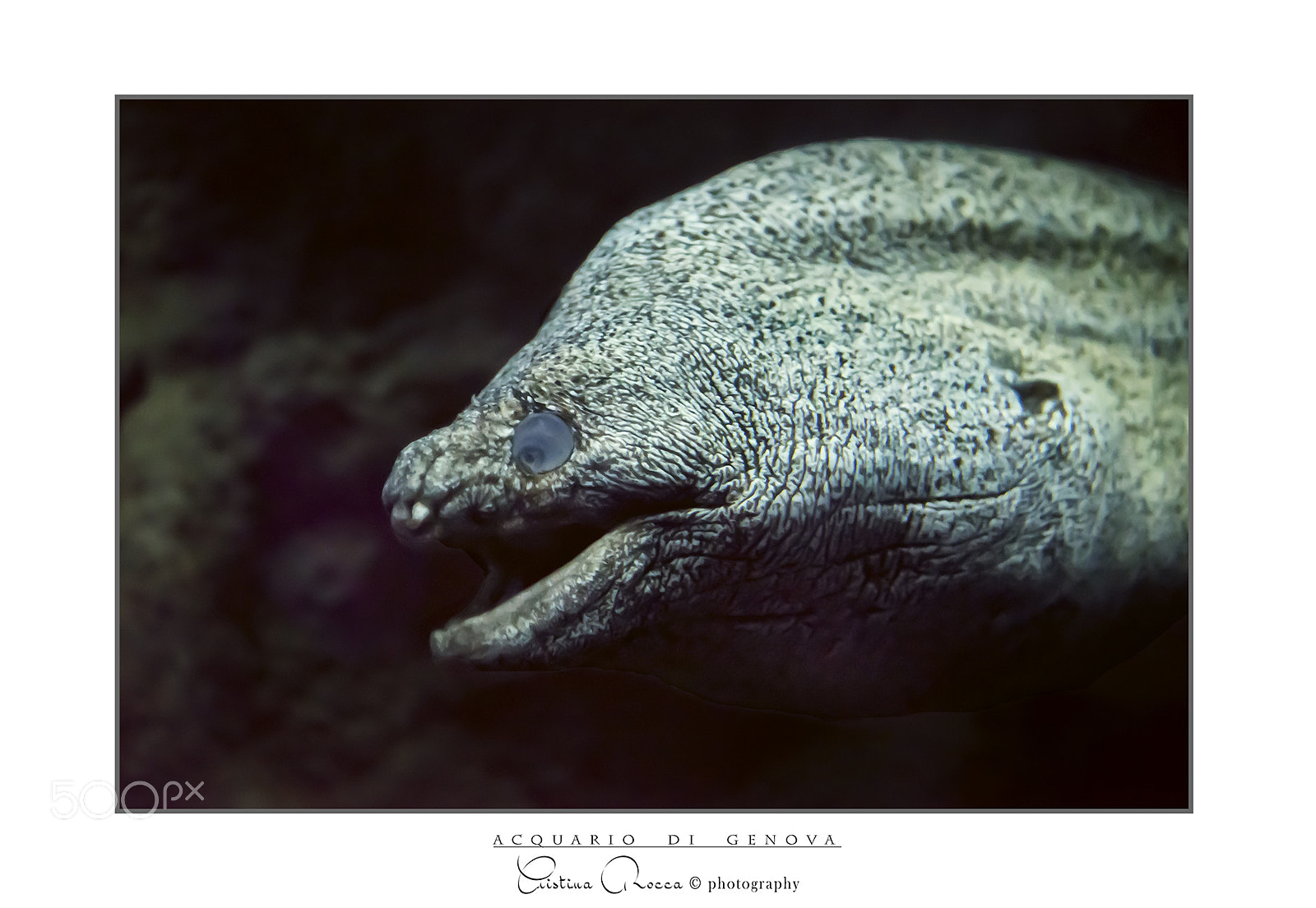 Nikon D750 sample photo. Murena photography