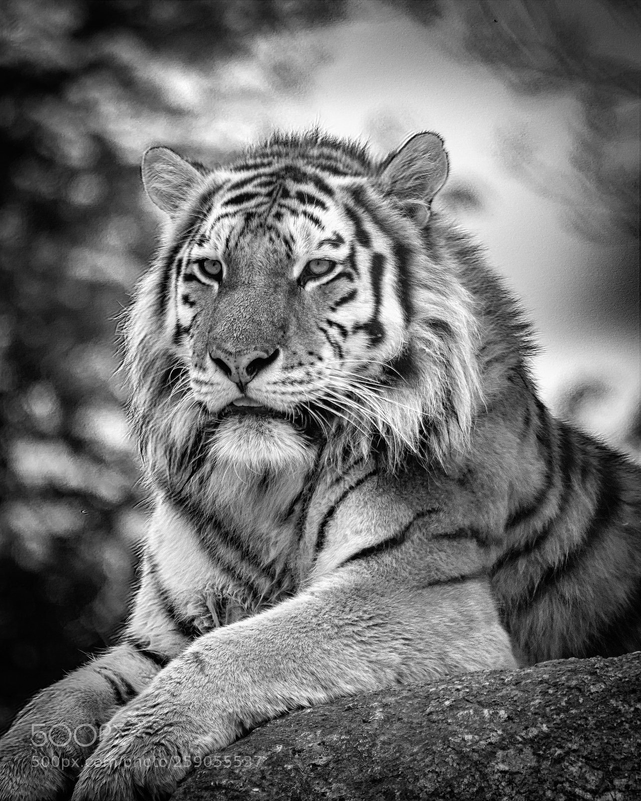 Canon EOS 600D (Rebel EOS T3i / EOS Kiss X5) sample photo. Amur tiger photography