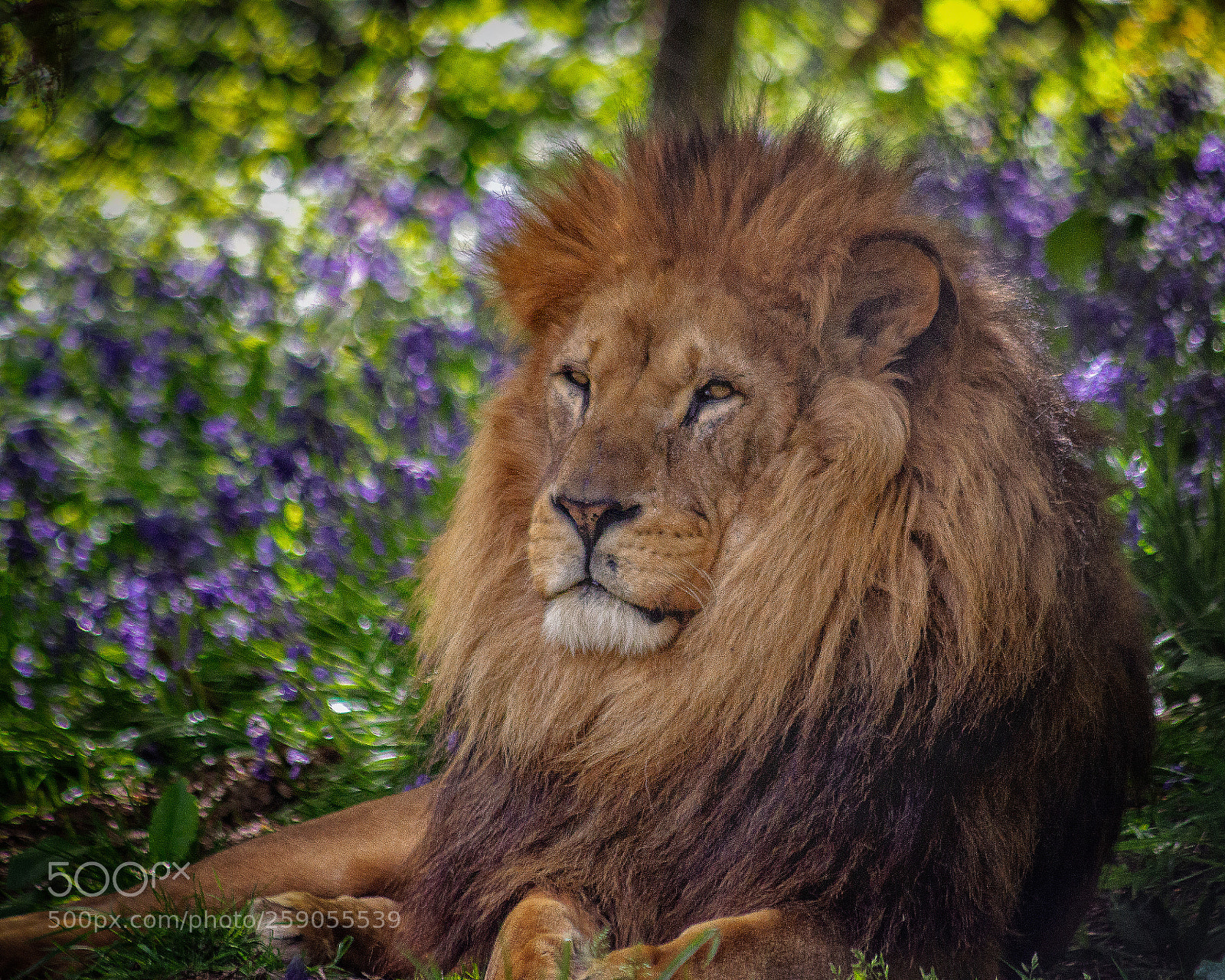 Canon EOS 600D (Rebel EOS T3i / EOS Kiss X5) sample photo. Proud lion photography
