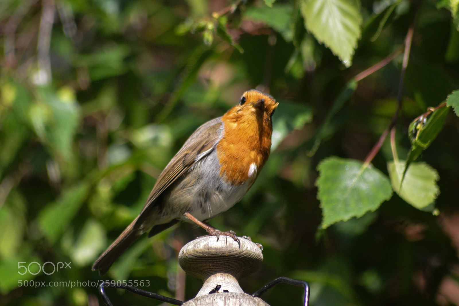 Nikon D3200 sample photo. Our robin photography