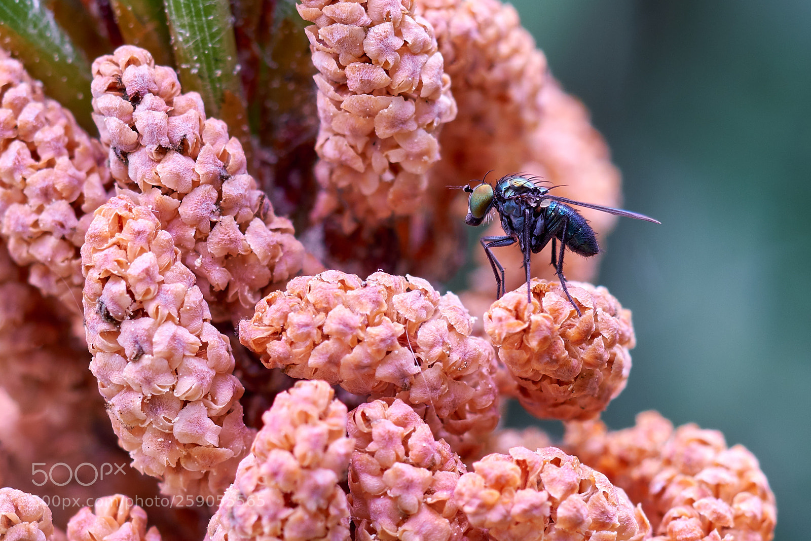 Fujifilm X-T20 sample photo. Fly on fir photography