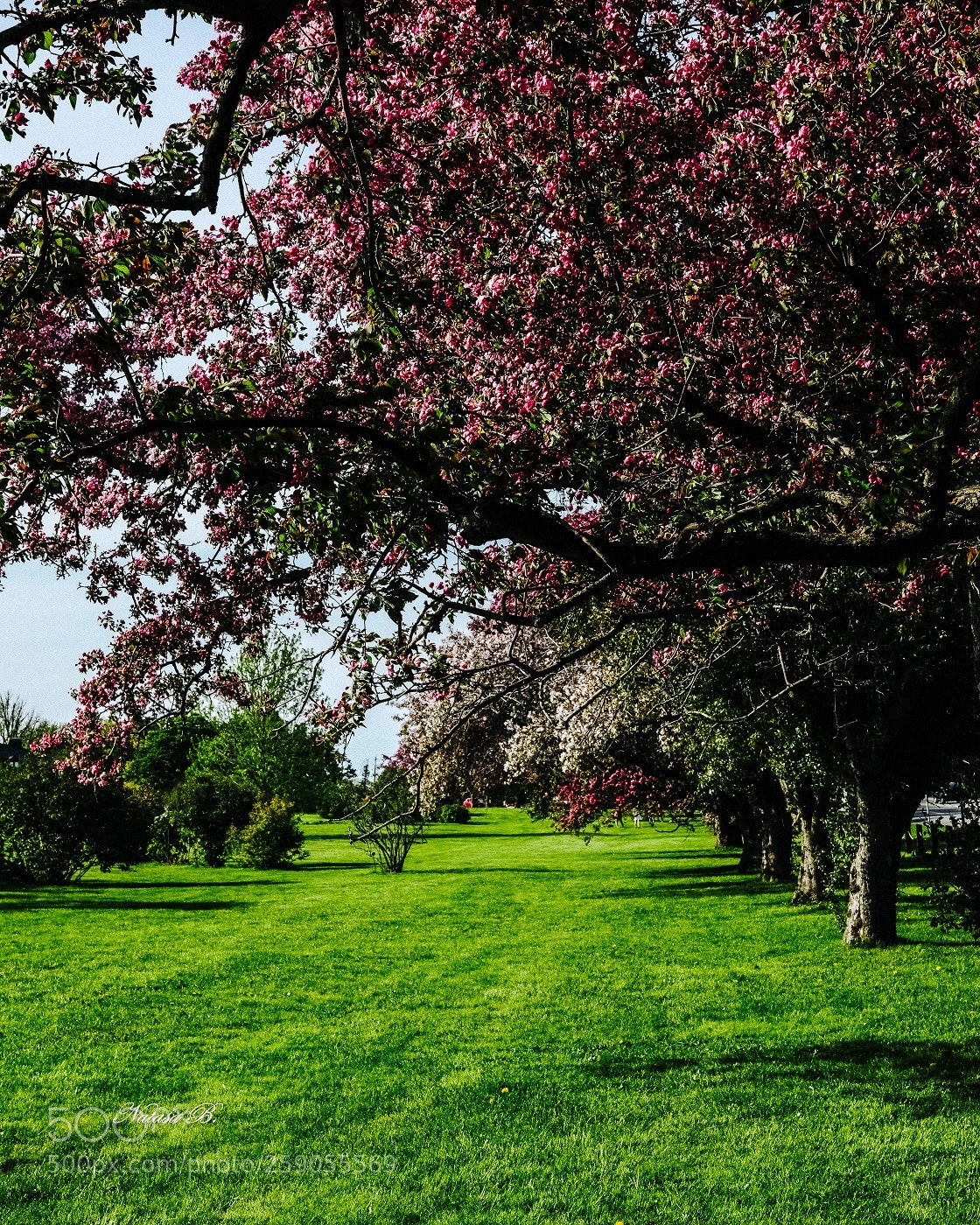 Canon EOS 5D Mark IV sample photo. Ottawa in bloom photography