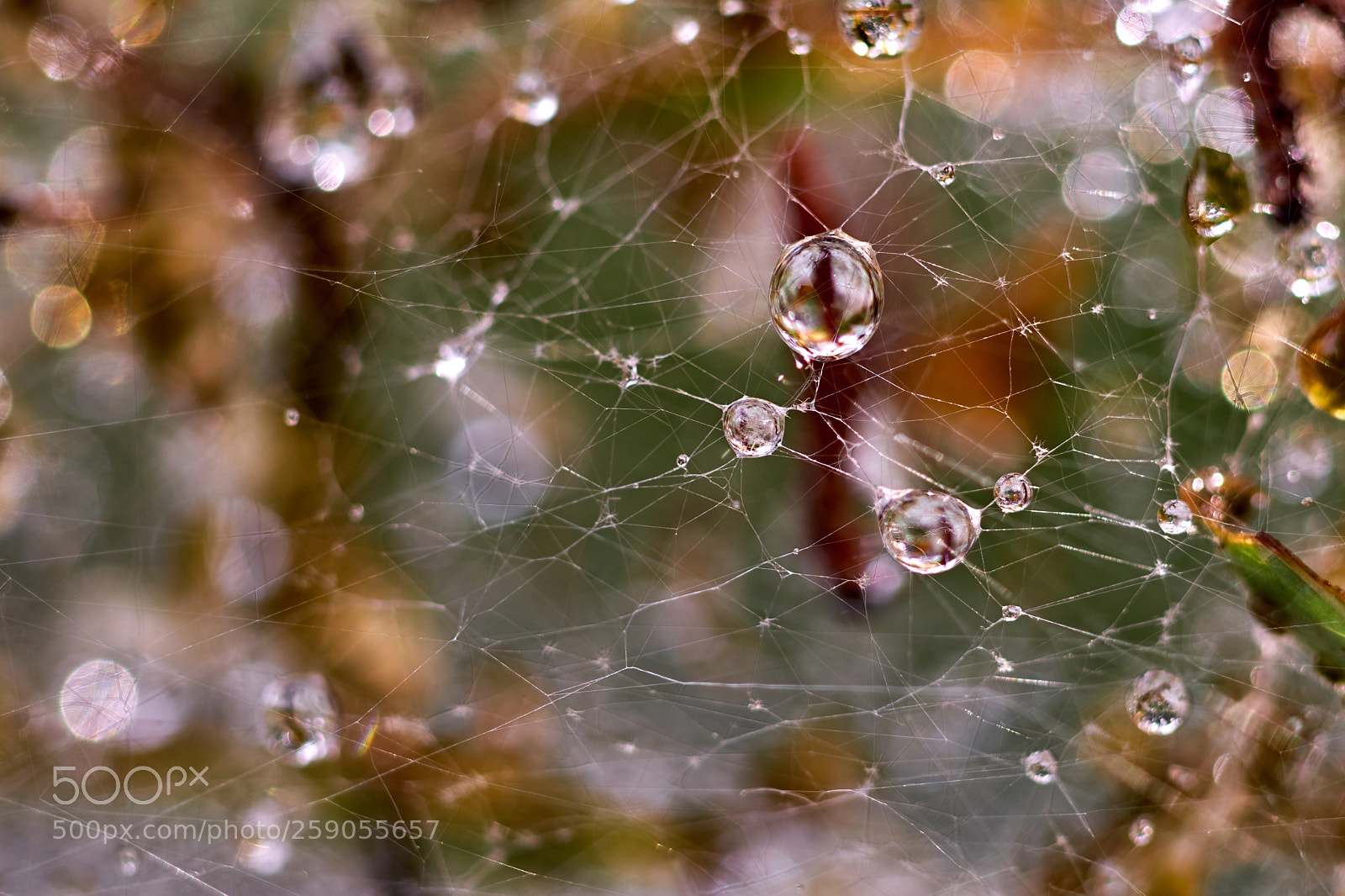 Fujifilm X-T20 sample photo. Captured raindrops photography