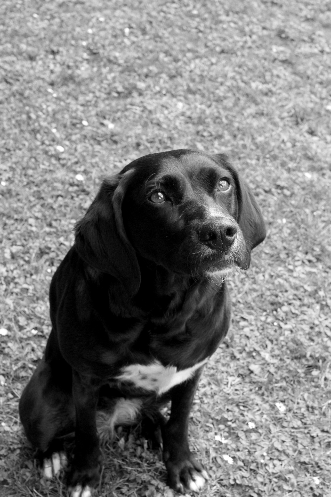 Canon EOS 7D sample photo. Lucy the dog #2 photography