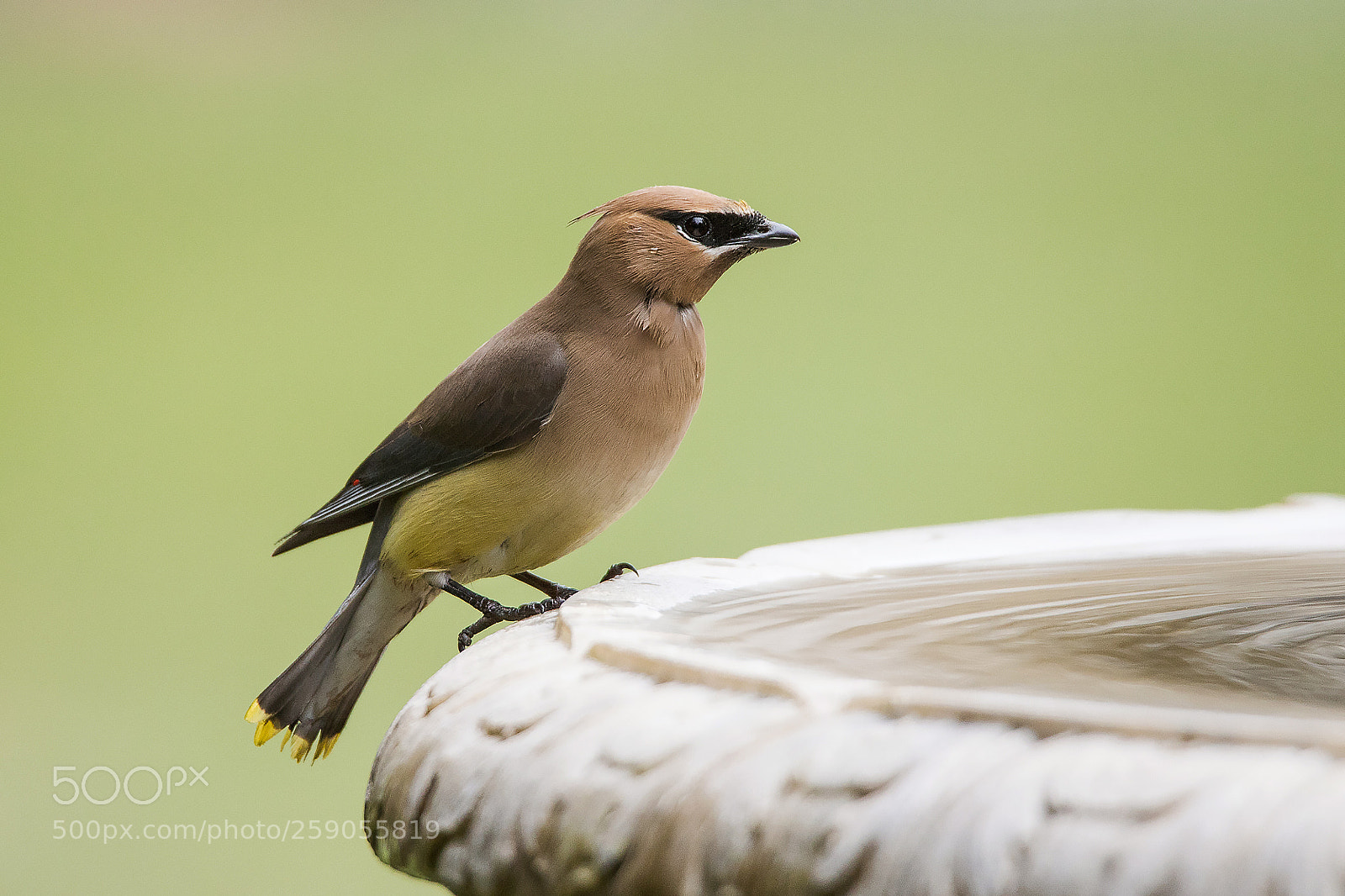 Canon EOS 6D Mark II sample photo. Cedar waxwing (bombycilla cedrorum) photography
