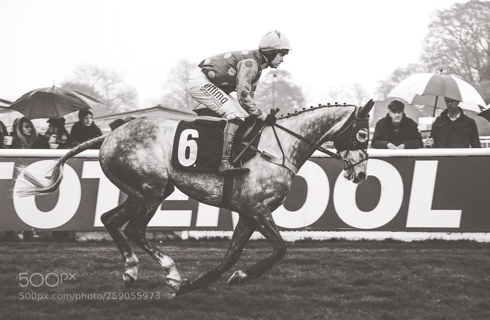 Nikon D7100 sample photo. Racehorse photography