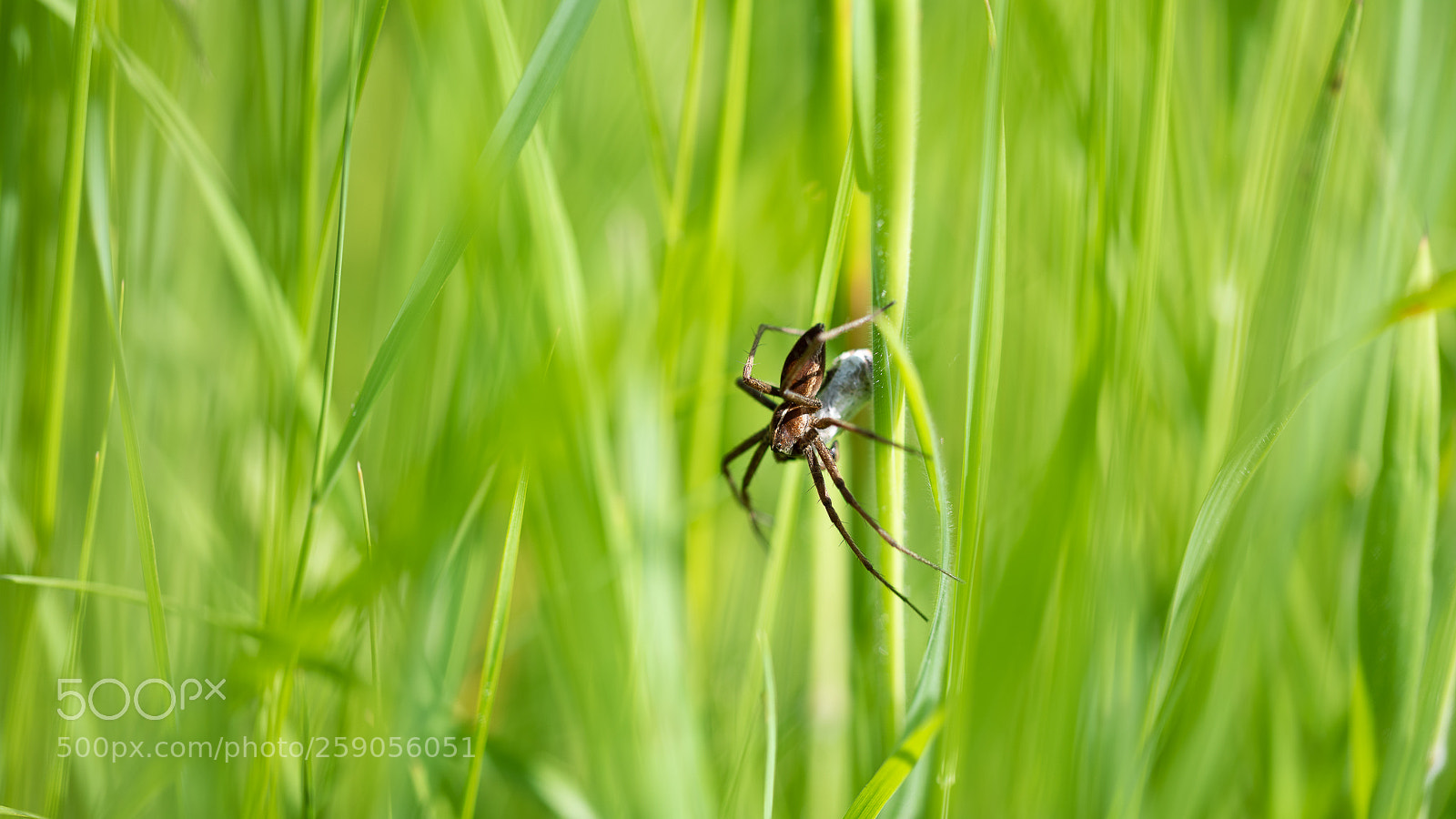 Nikon D810 sample photo. Capture photography