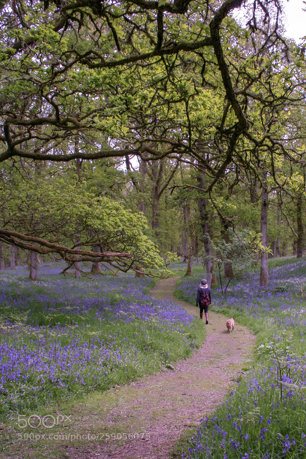 Canon EOS 400D (EOS Digital Rebel XTi / EOS Kiss Digital X) sample photo. Stroll through bluebell wood photography