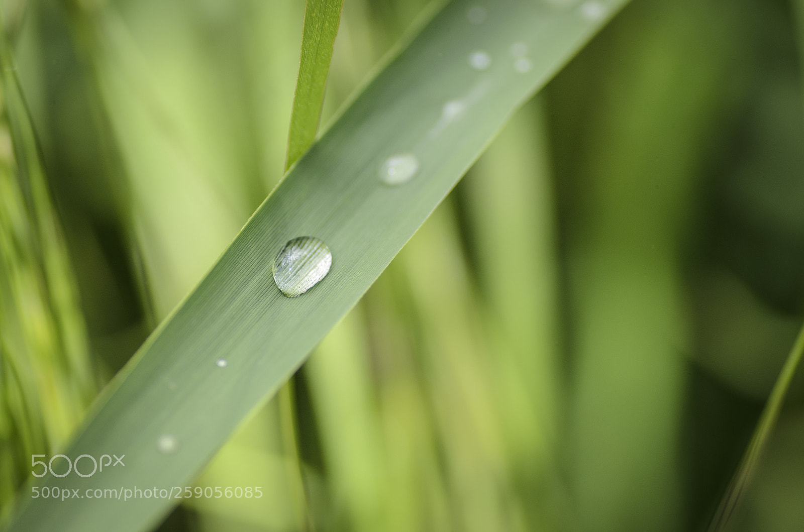 Nikon D7000 sample photo. Droplet photography
