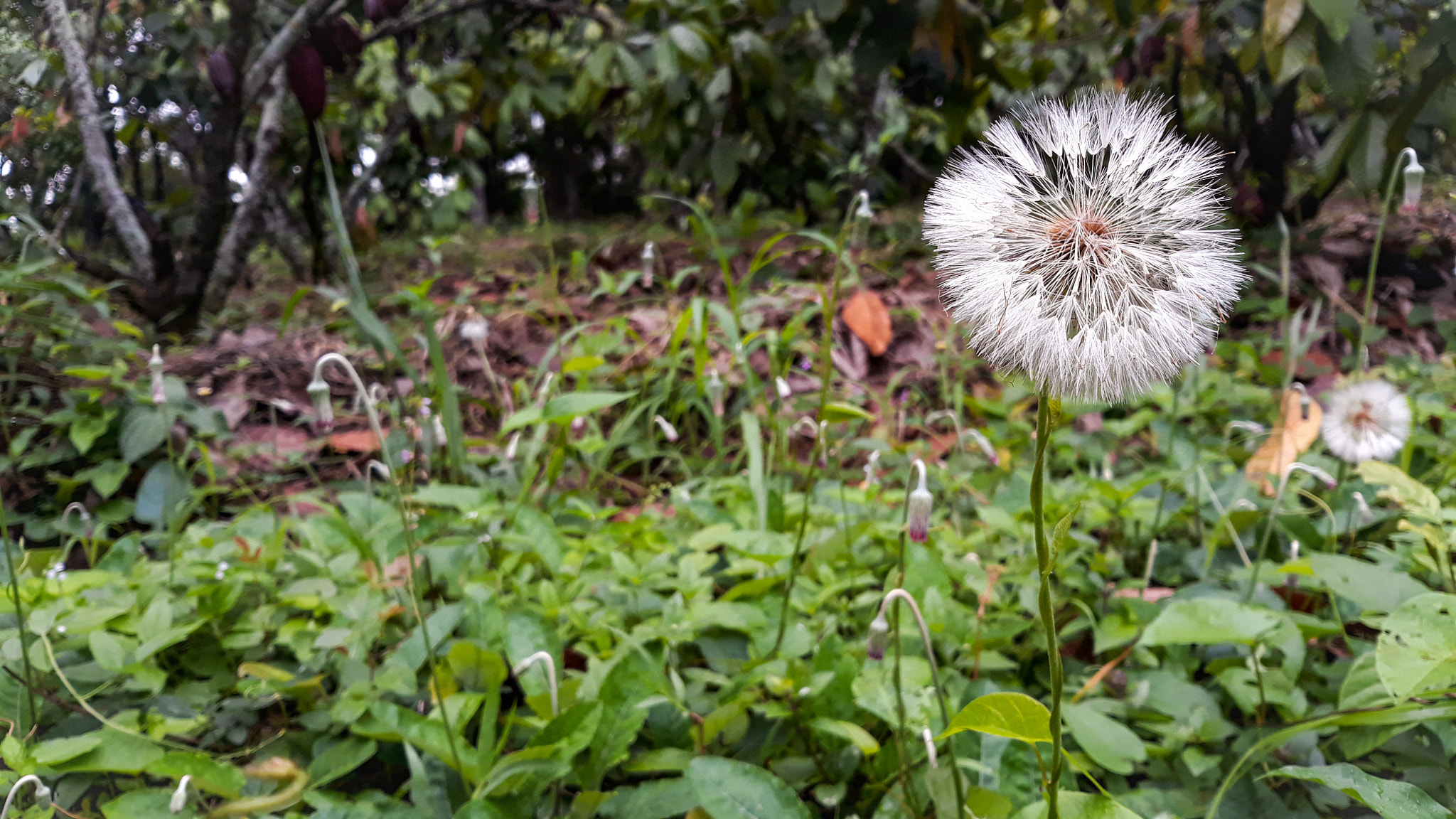 Samsung Galaxy J5 Pro sample photo