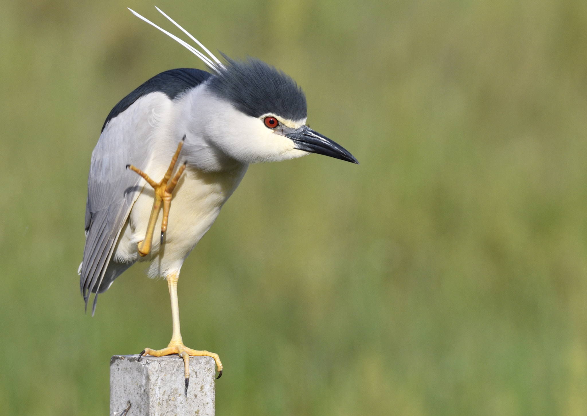 Sigma 150-600mm F5-6.3 DG OS HSM | S sample photo. Heron photography
