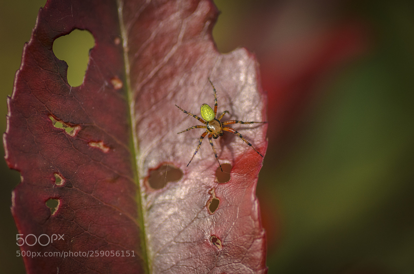Nikon D7000 sample photo. Araniella cucurbitina photography