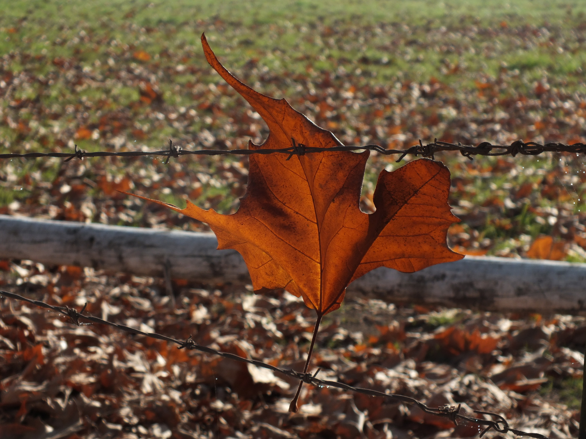 Fujifilm FinePix HS25EXR sample photo. Fall photography