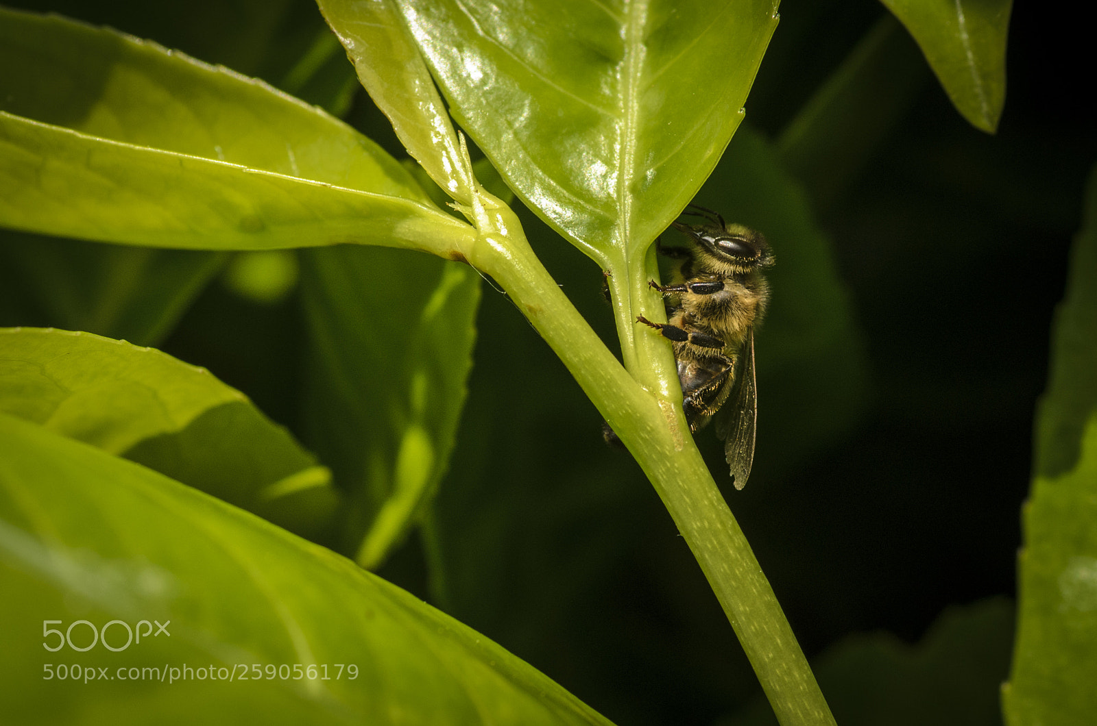 Nikon D7000 sample photo. Bee photography