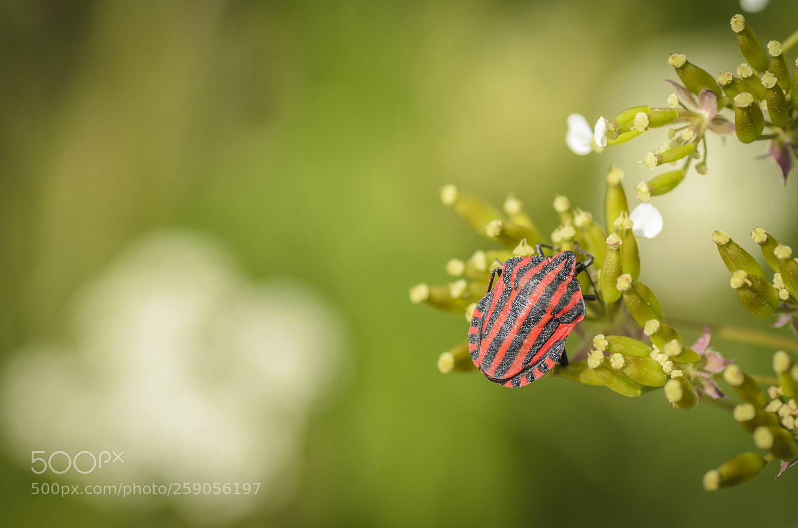 Nikon D7000 sample photo. Graphosoma lineatum photography