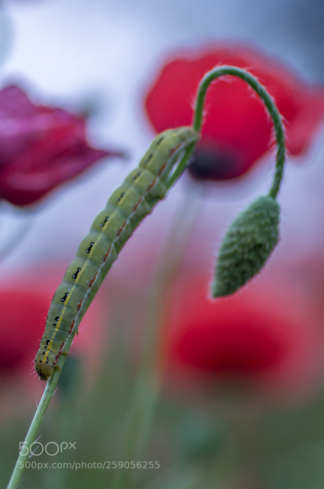Pentax K-5 sample photo. Untitled photography