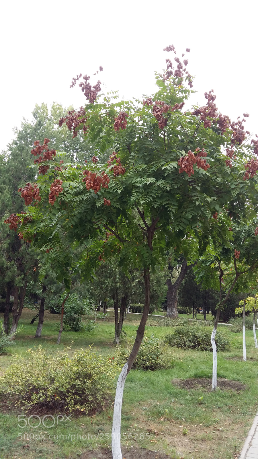 Samsung Galaxy A5 sample photo. Tree in a smart photography