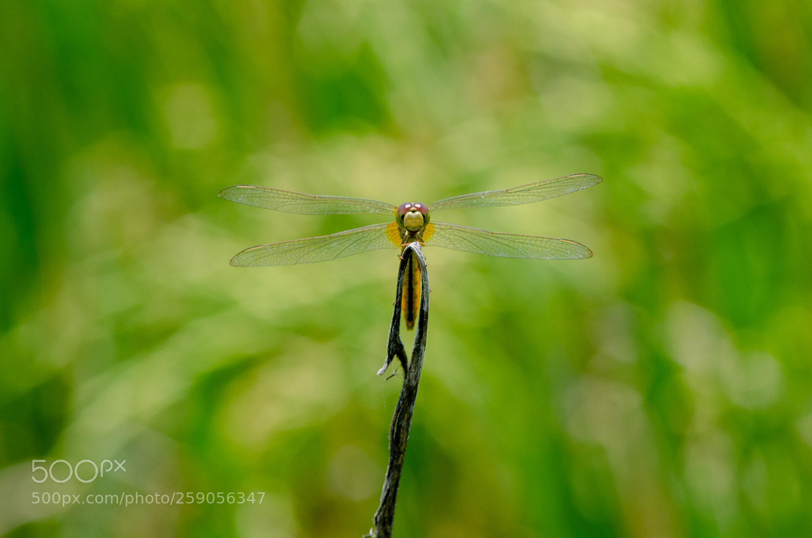 Nikon D5100 sample photo. Libelle in hoi an photography