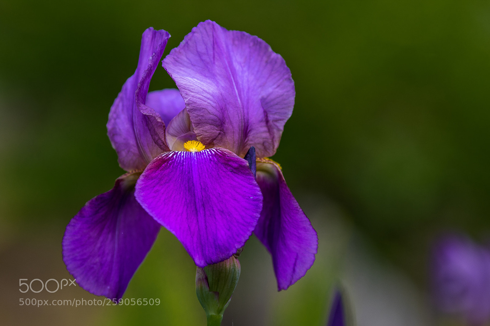 Canon EOS 7D Mark II sample photo. Purple dream photography