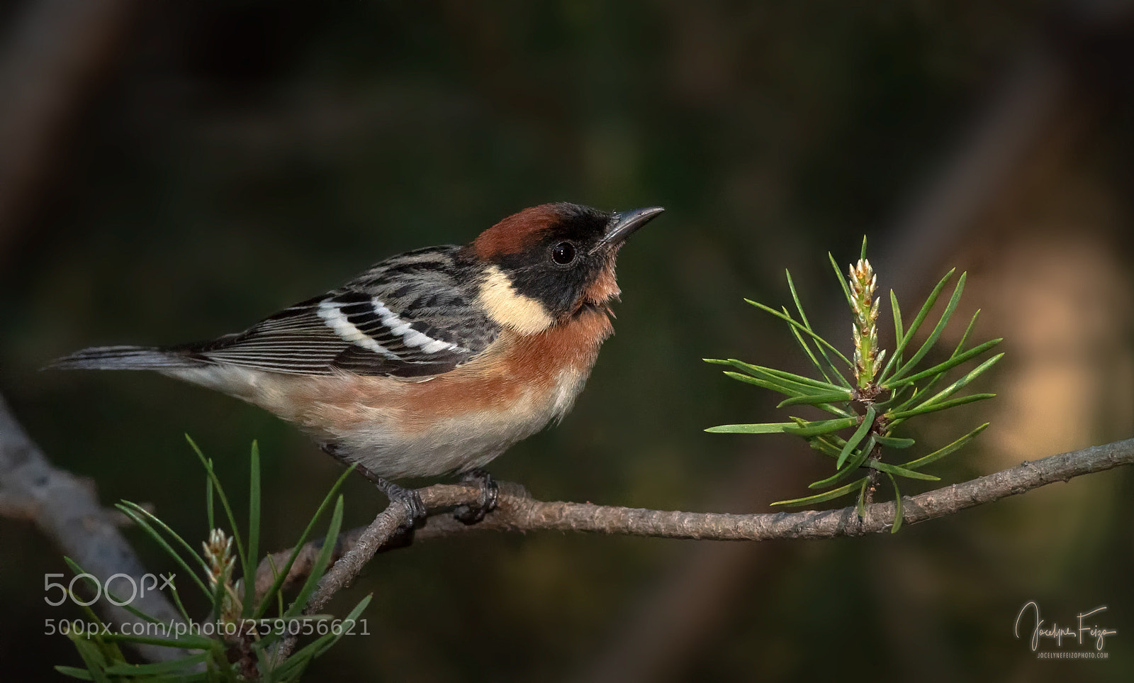 Nikon D750 sample photo. Bay-breasted warbler photography