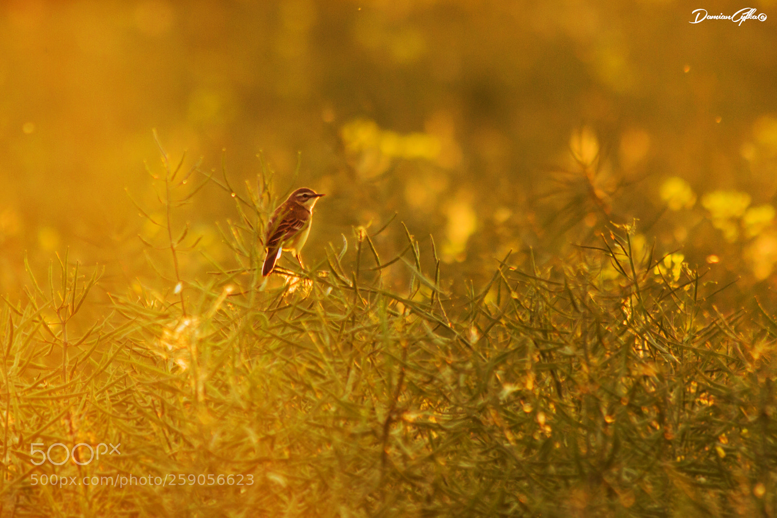 Canon EOS 7D sample photo. Wagtailn in rape photography