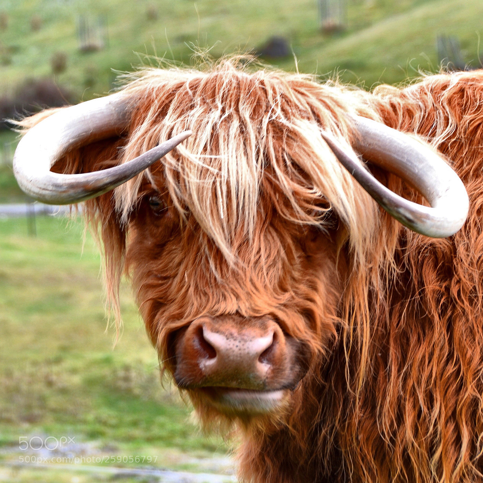 Nikon D3100 sample photo. Southern highland  photography