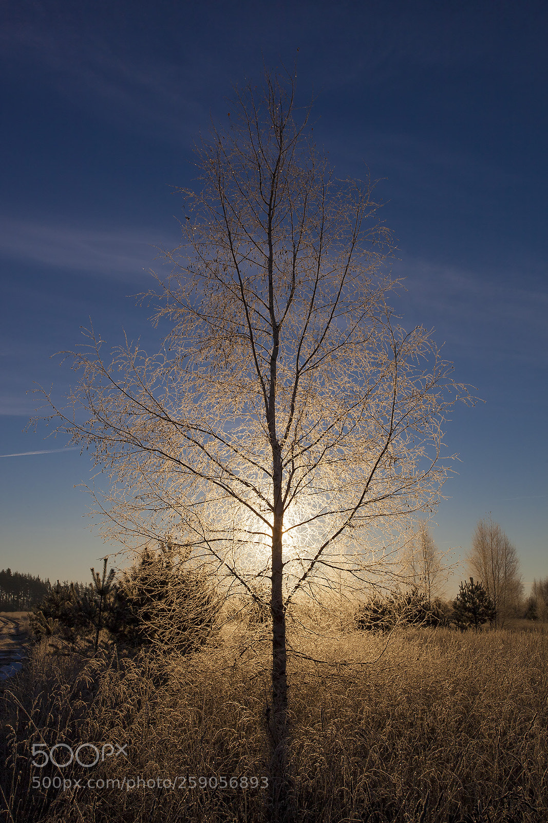 Canon EOS 5D Mark II sample photo. Dawn on a frosty photography