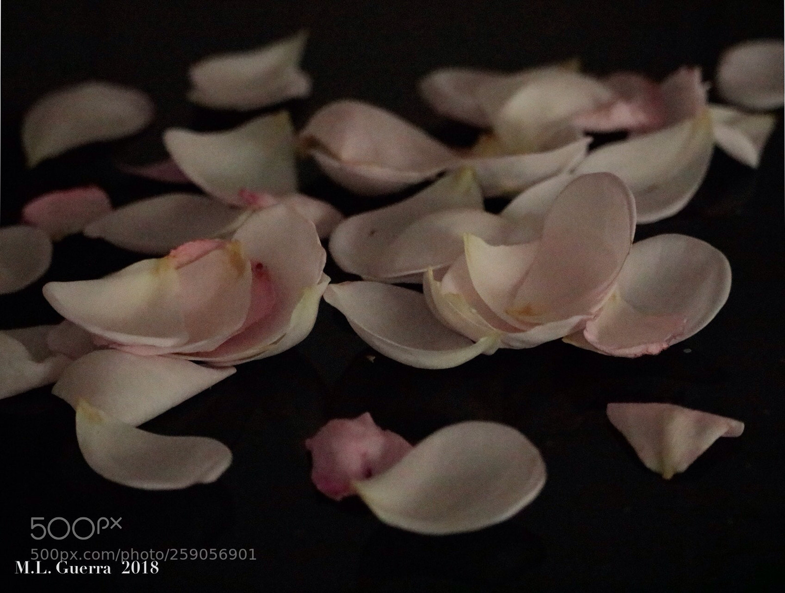 Canon EOS 750D (EOS Rebel T6i / EOS Kiss X8i) sample photo. Fragility
 photography