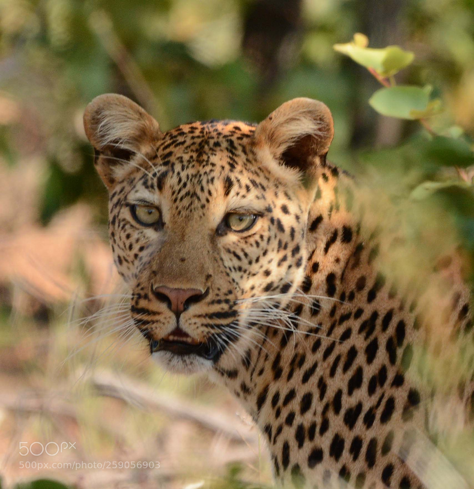 Nikon D7100 sample photo. Leopard photography