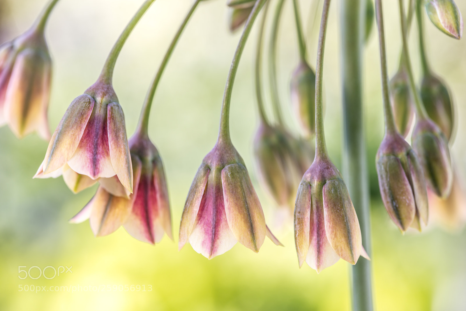 Canon EOS 6D sample photo. Honey lily photography