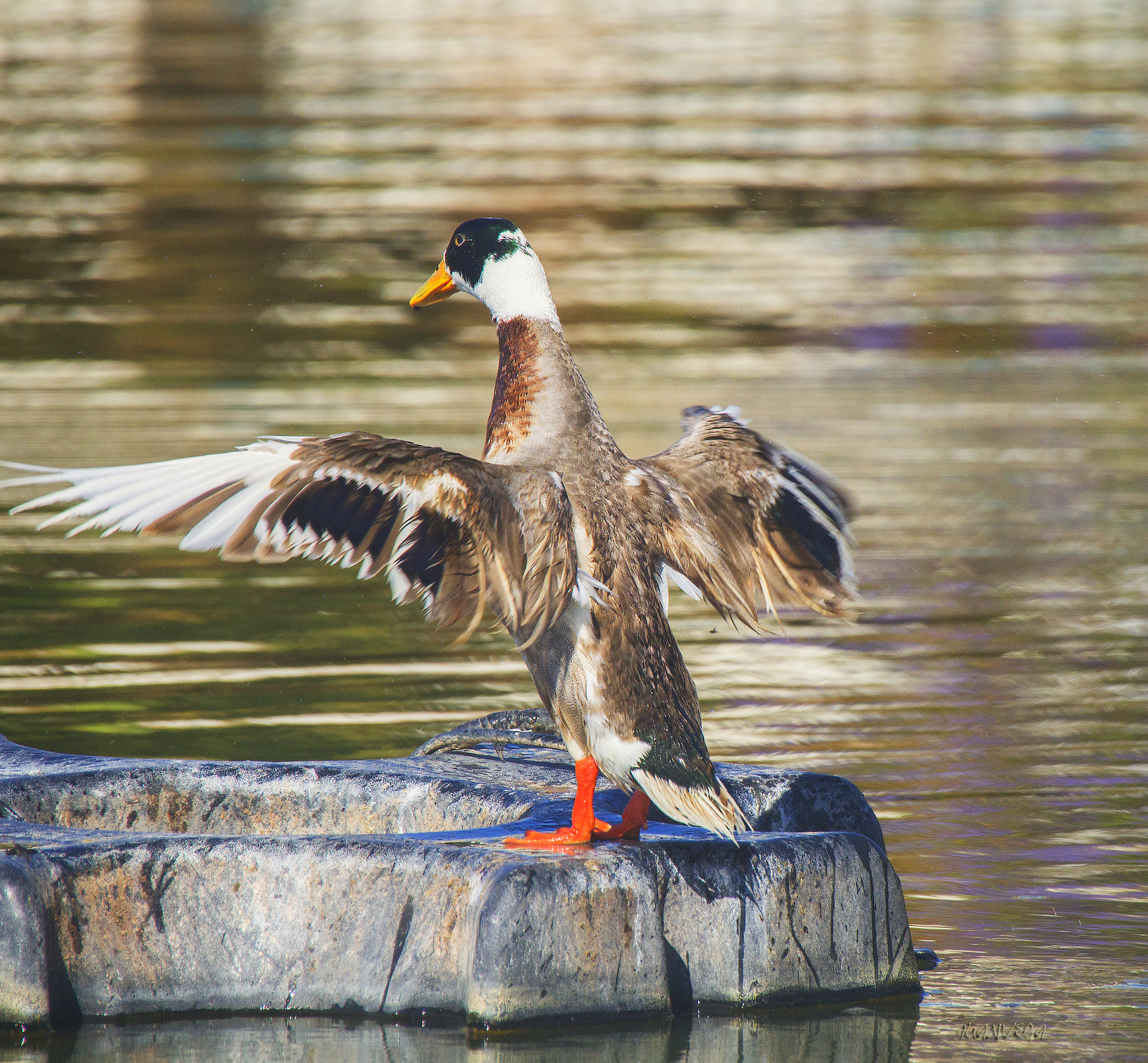 Sony SLT-A35 sample photo. Duck photography