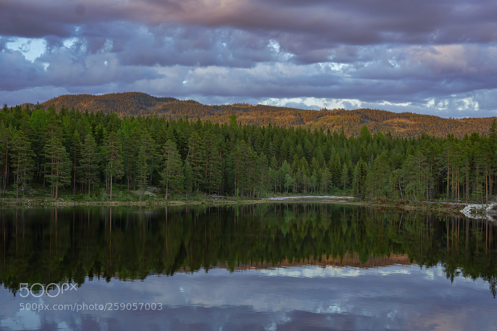 Sony a7 II sample photo. Green reflection 2 photography