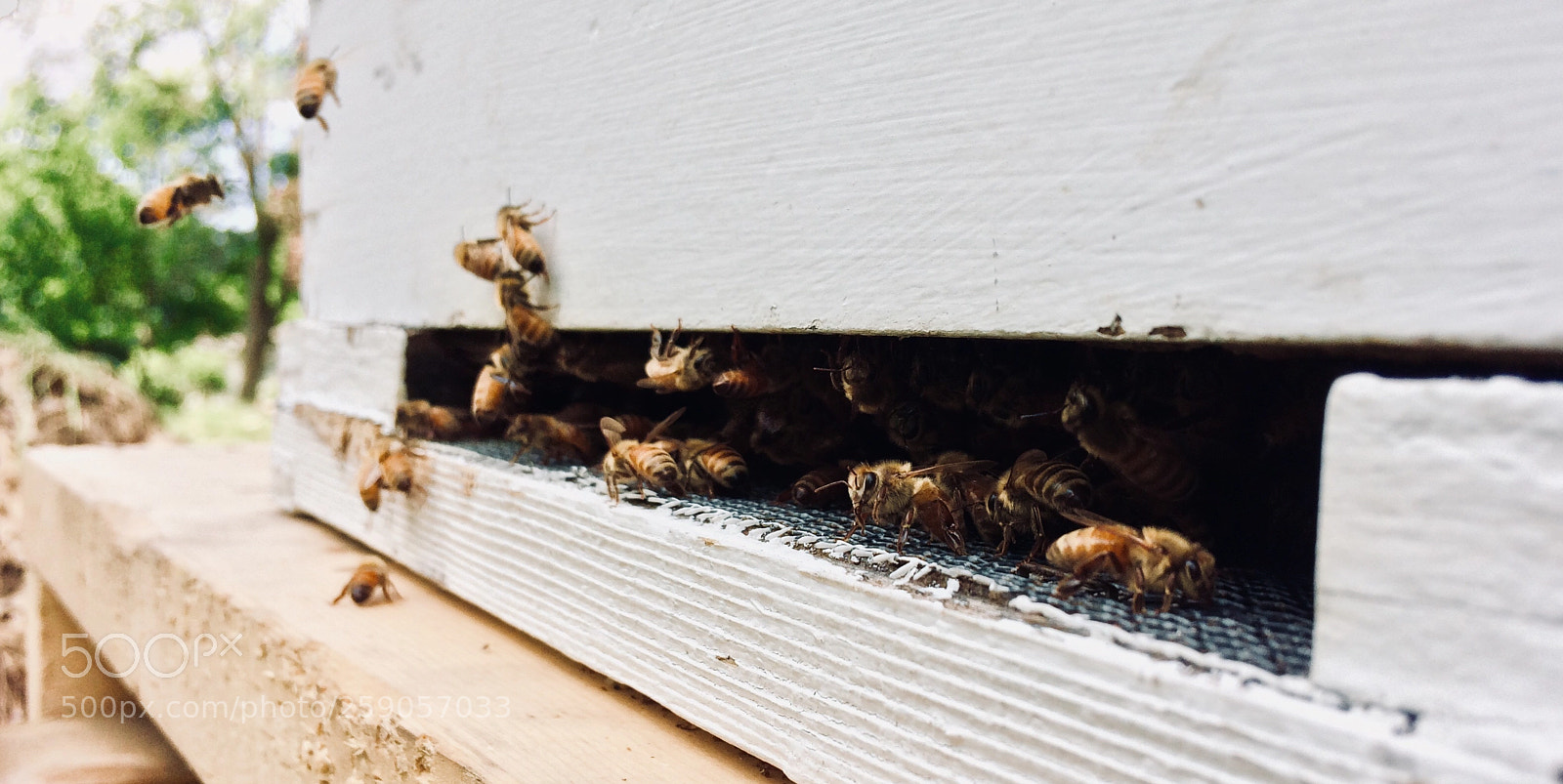 Apple iPhone 5s sample photo. Backyard bees photography