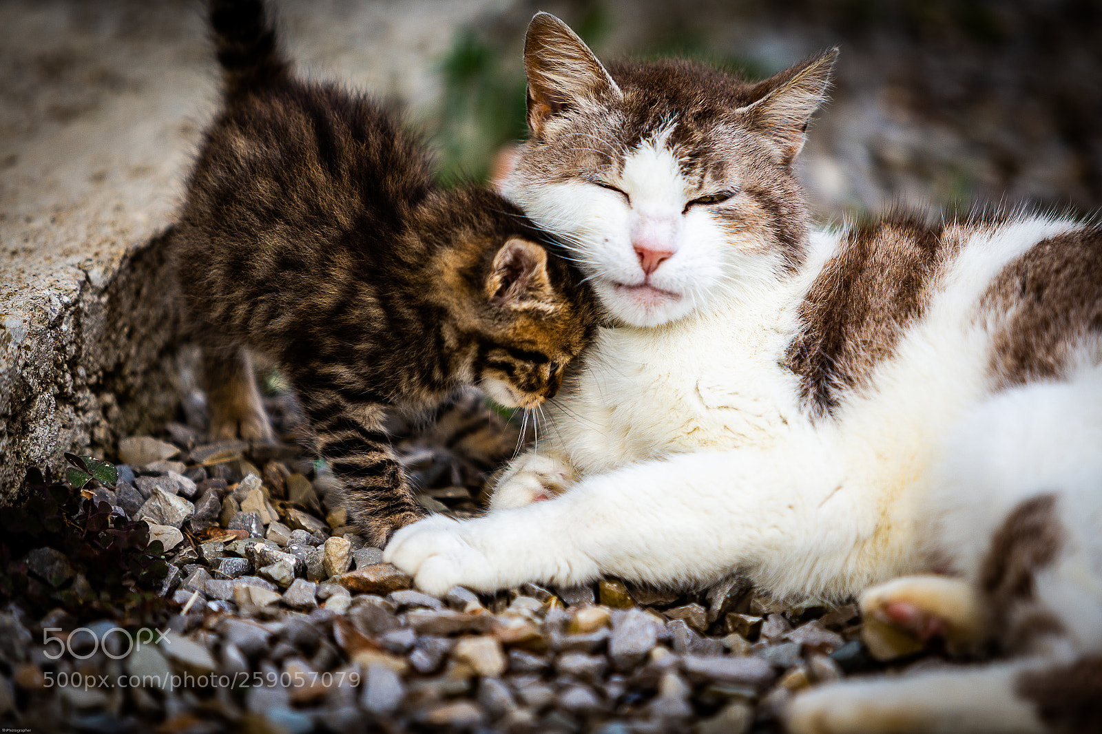 Canon EOS 6D sample photo. Gattino2 photography