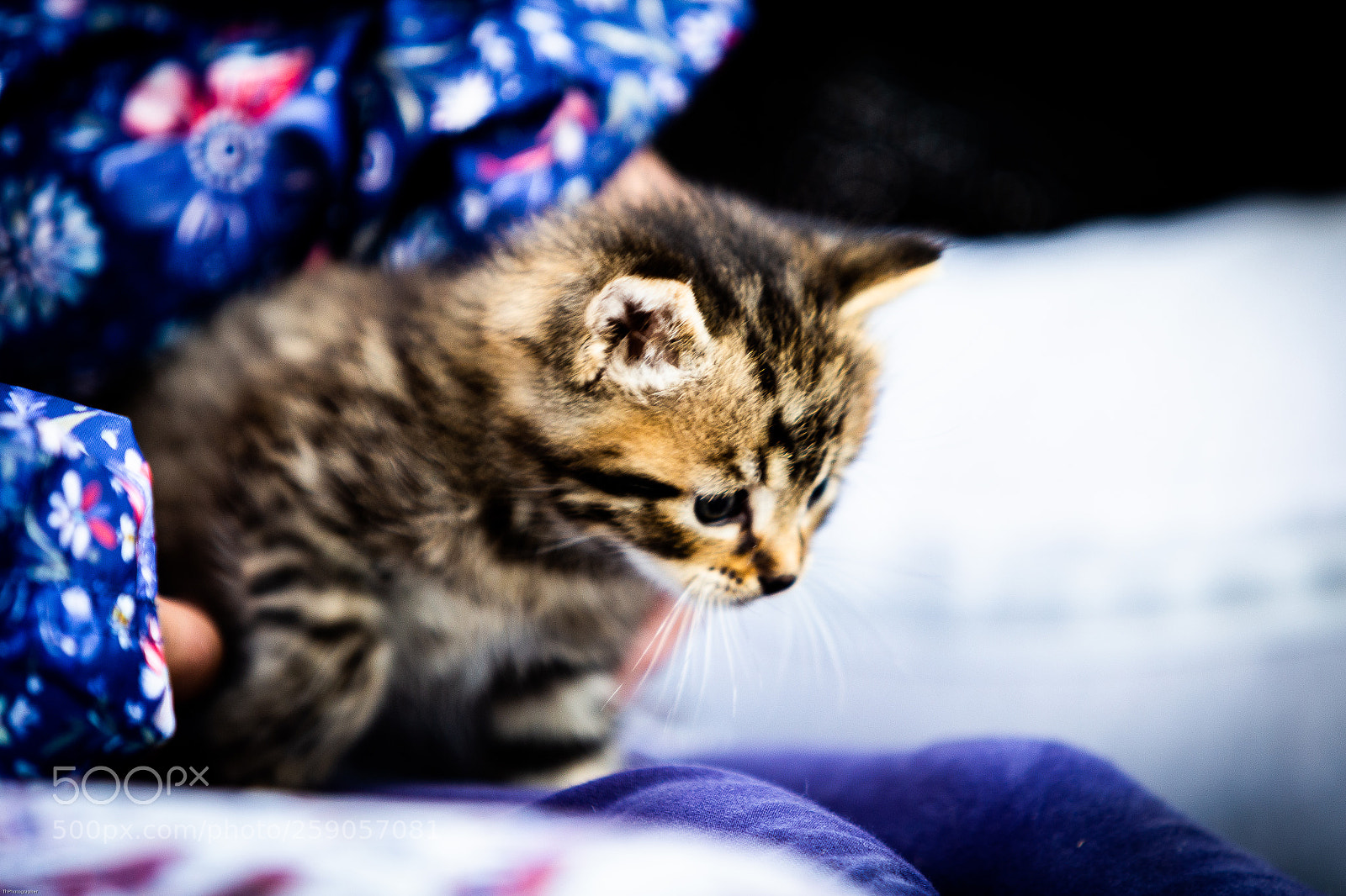 Canon EOS 6D sample photo. Gattino1 photography