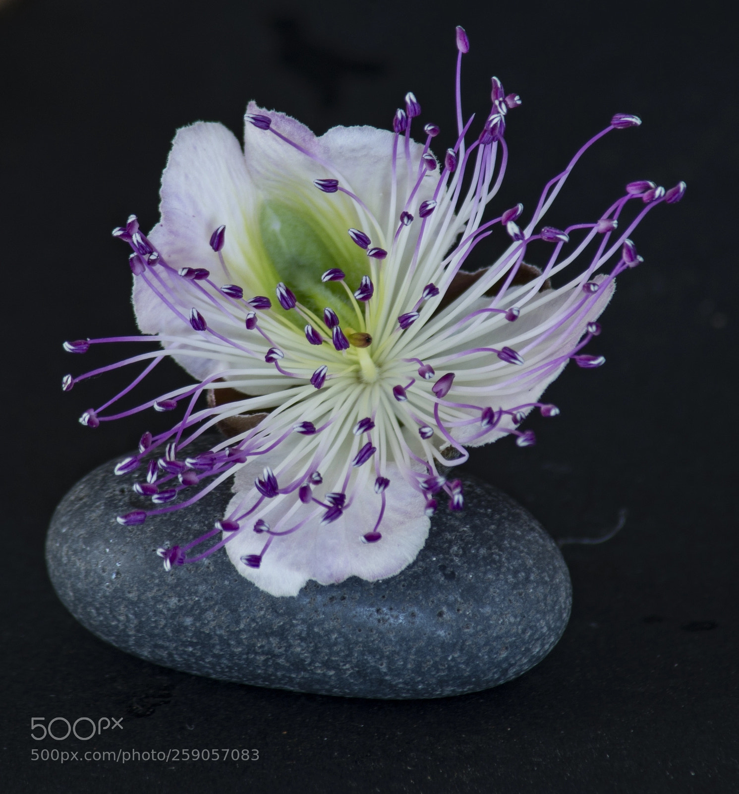 Nikon D610 sample photo. Kapari photography