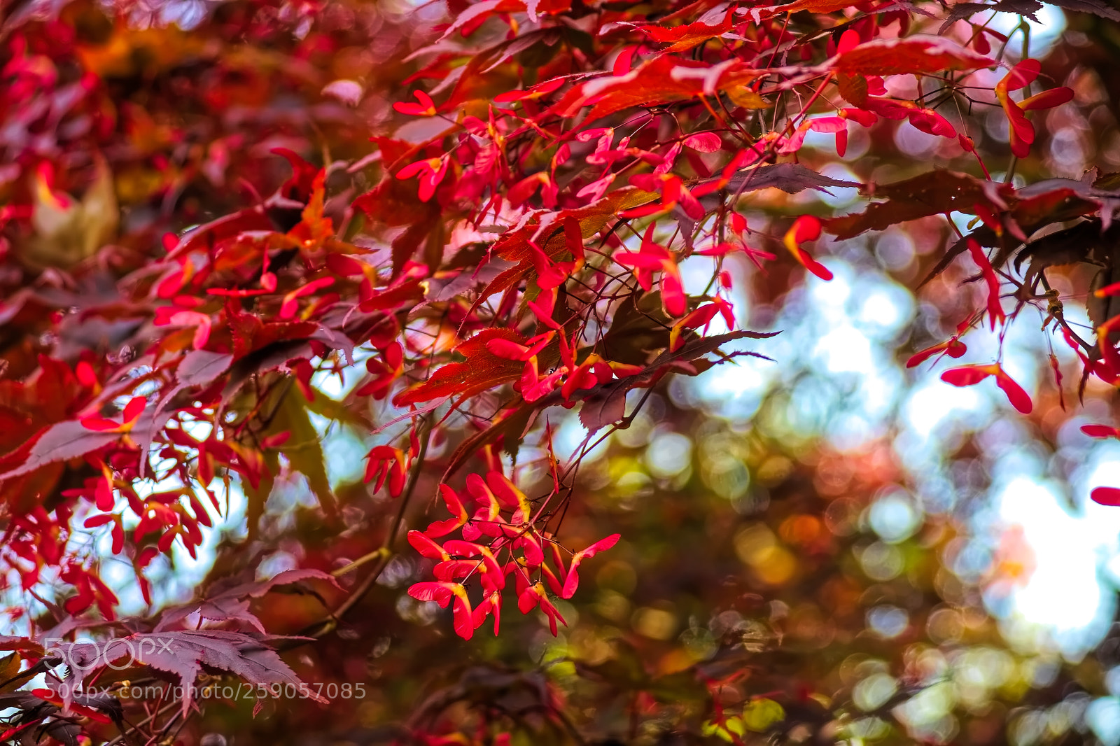 Sony SLT-A99V sample photo. Red. photography