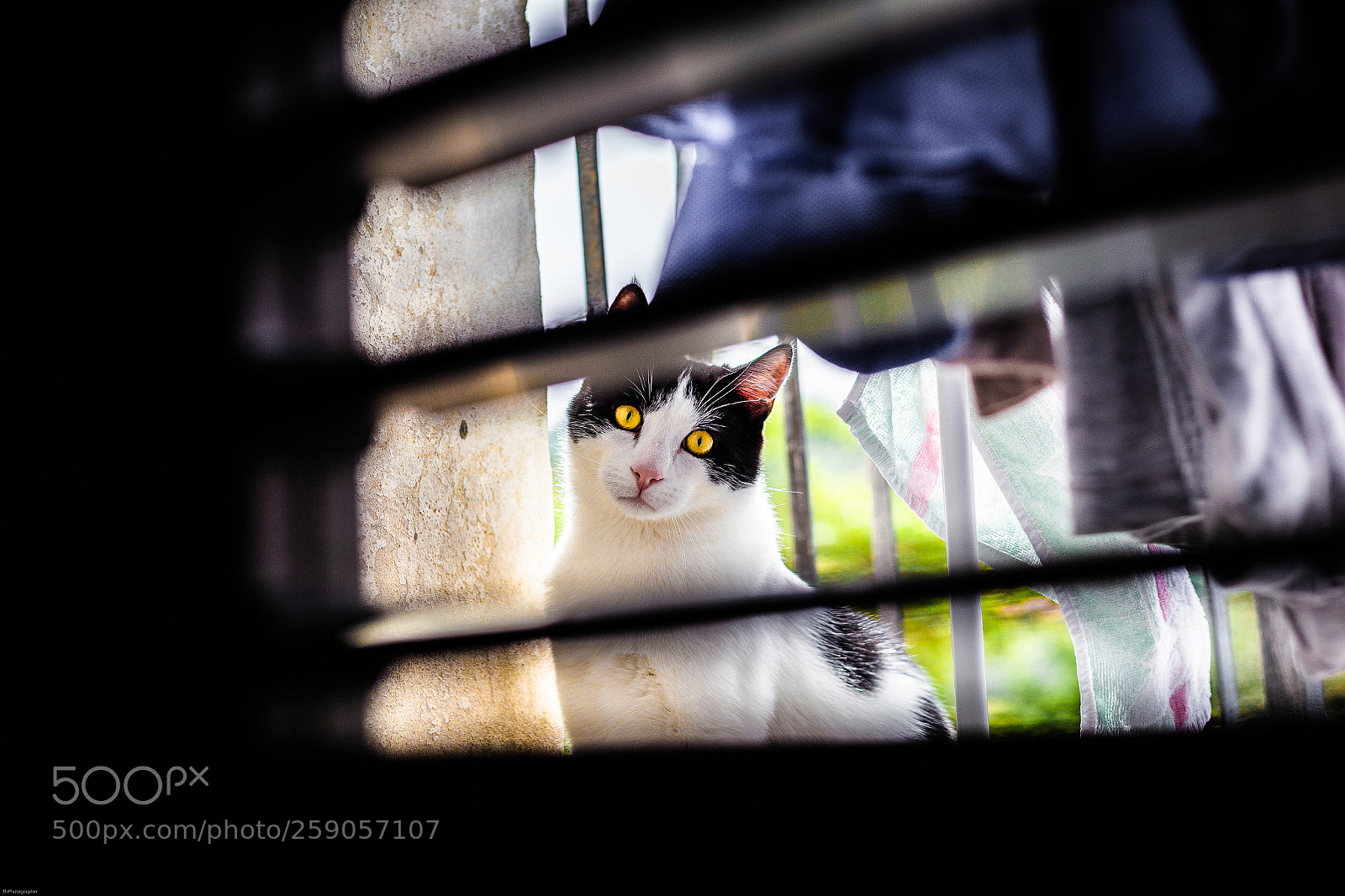 Canon EOS 6D sample photo. Gatto da persiana photography
