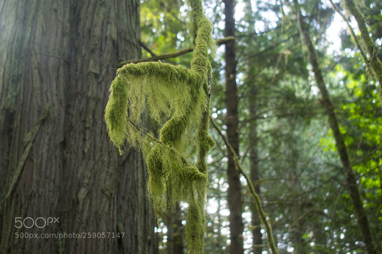 Nikon D3400 sample photo. Hanging moss photography