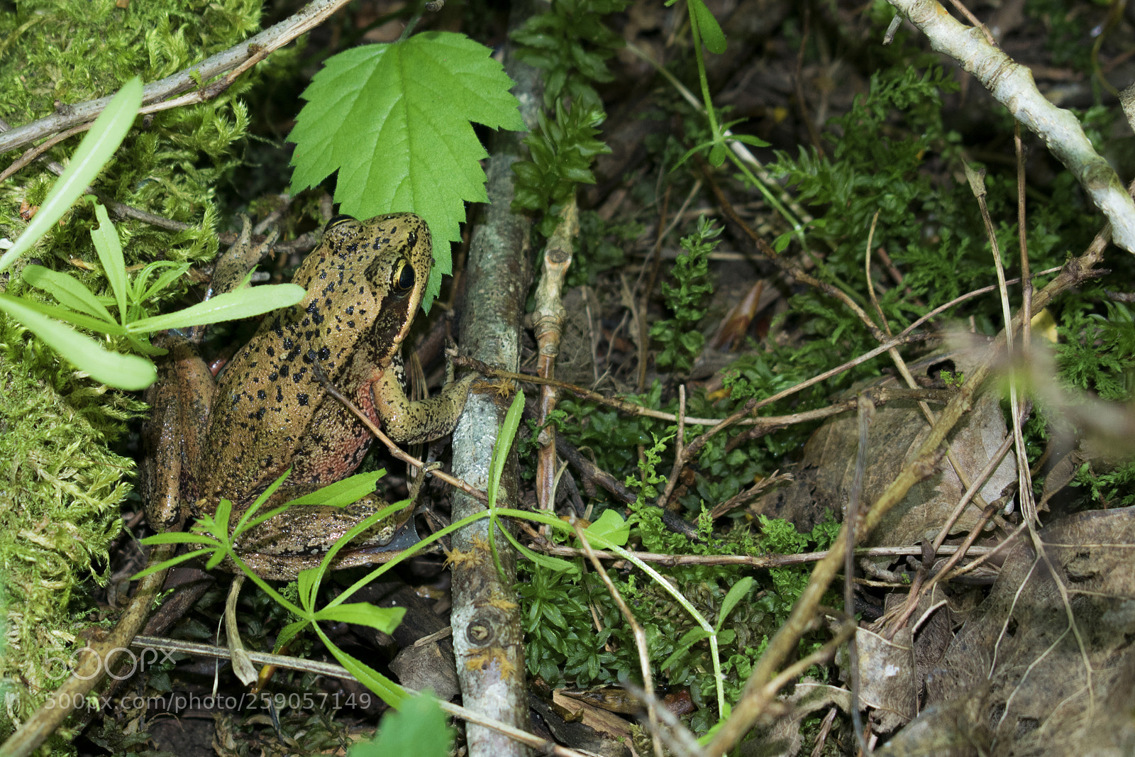 Nikon D3400 sample photo. Frogge (not racist) photography
