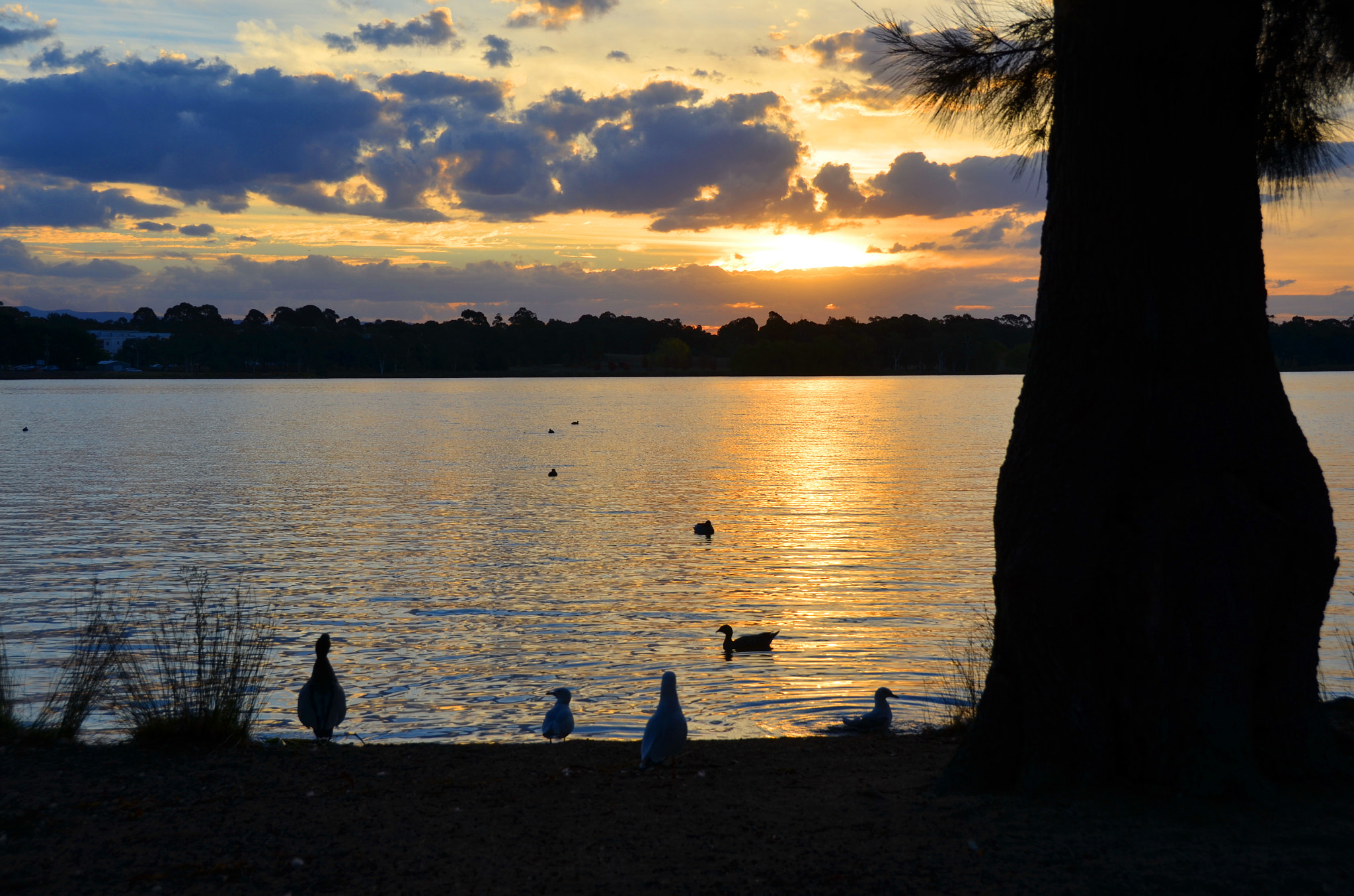 Nikon D5100 sample photo. Ducking sunset photography
