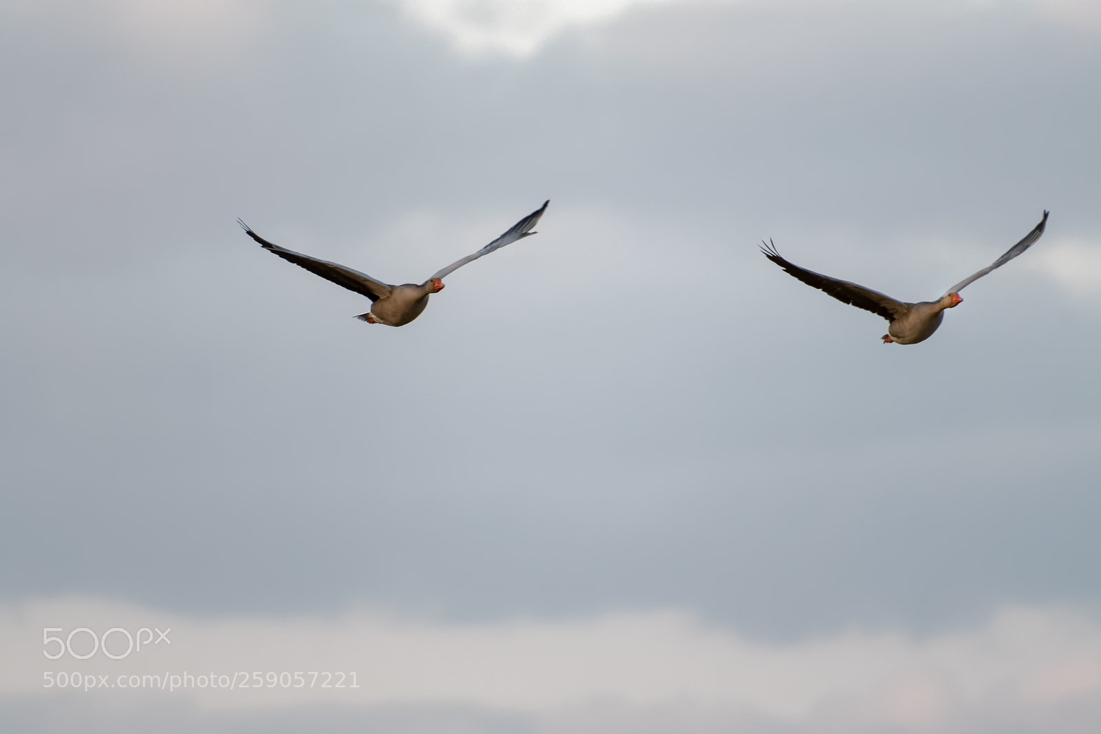Nikon D500 sample photo. 500px-3.jpg photography