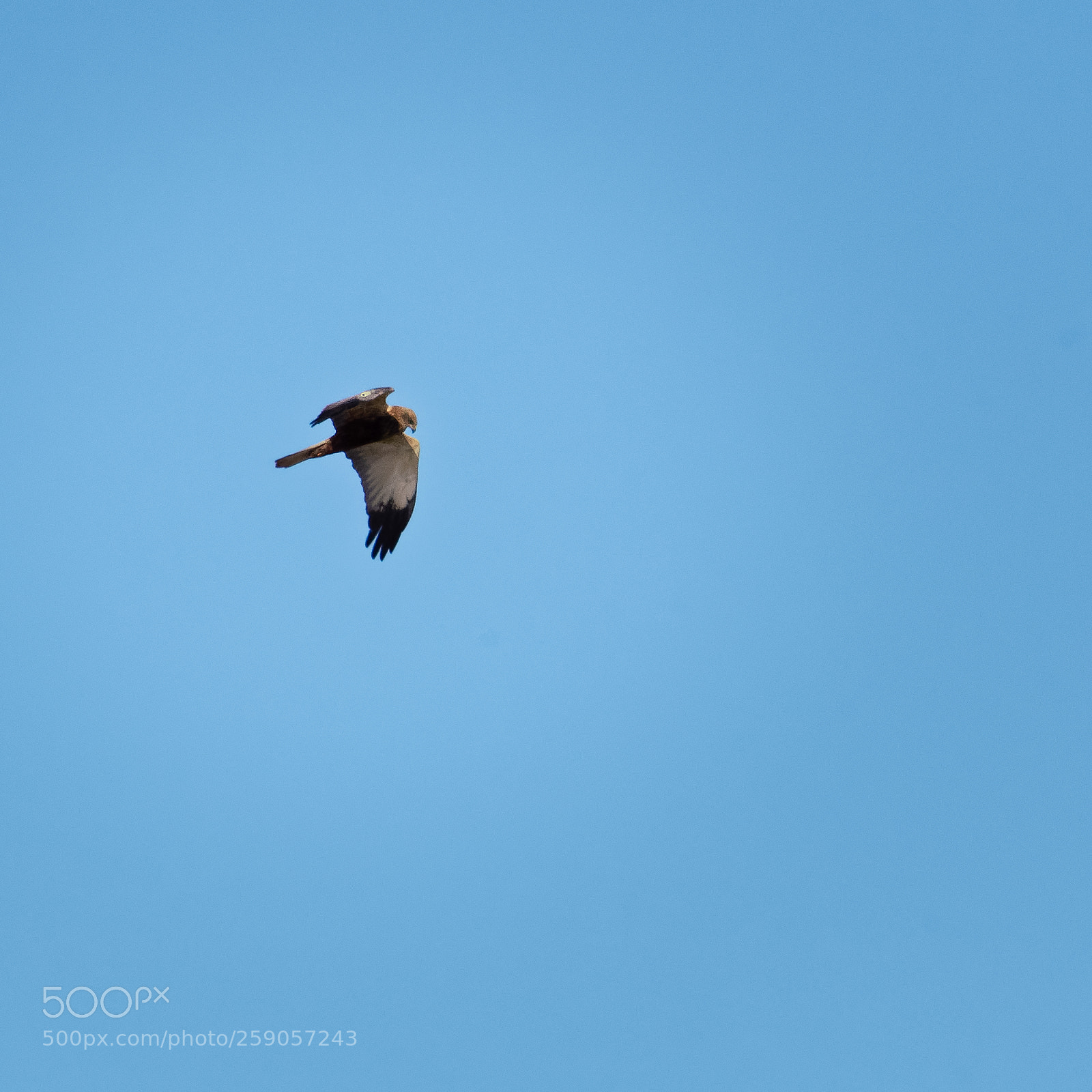 Nikon D500 sample photo. 500px-5.jpg photography