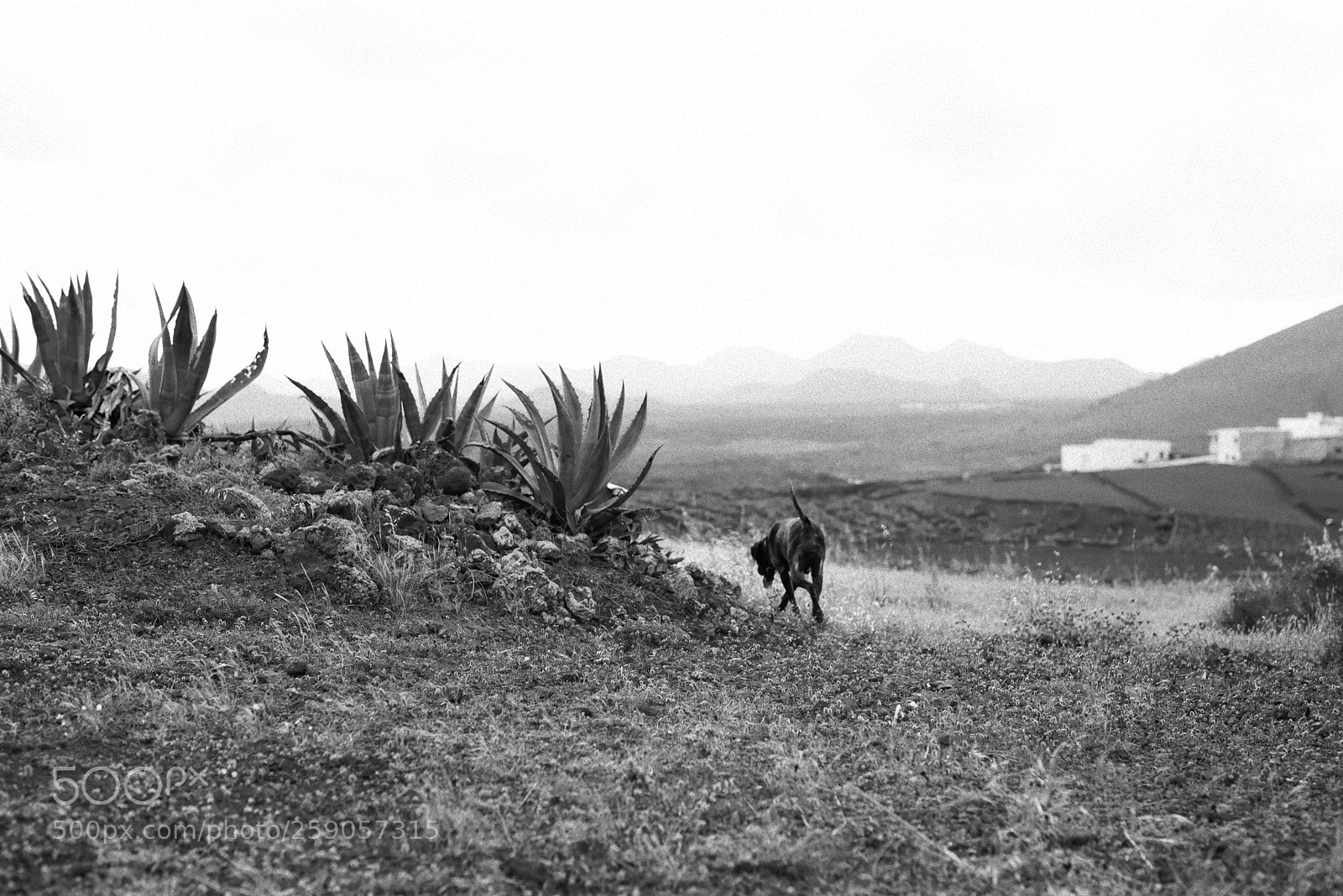 Nikon D610 sample photo. Untitled photography