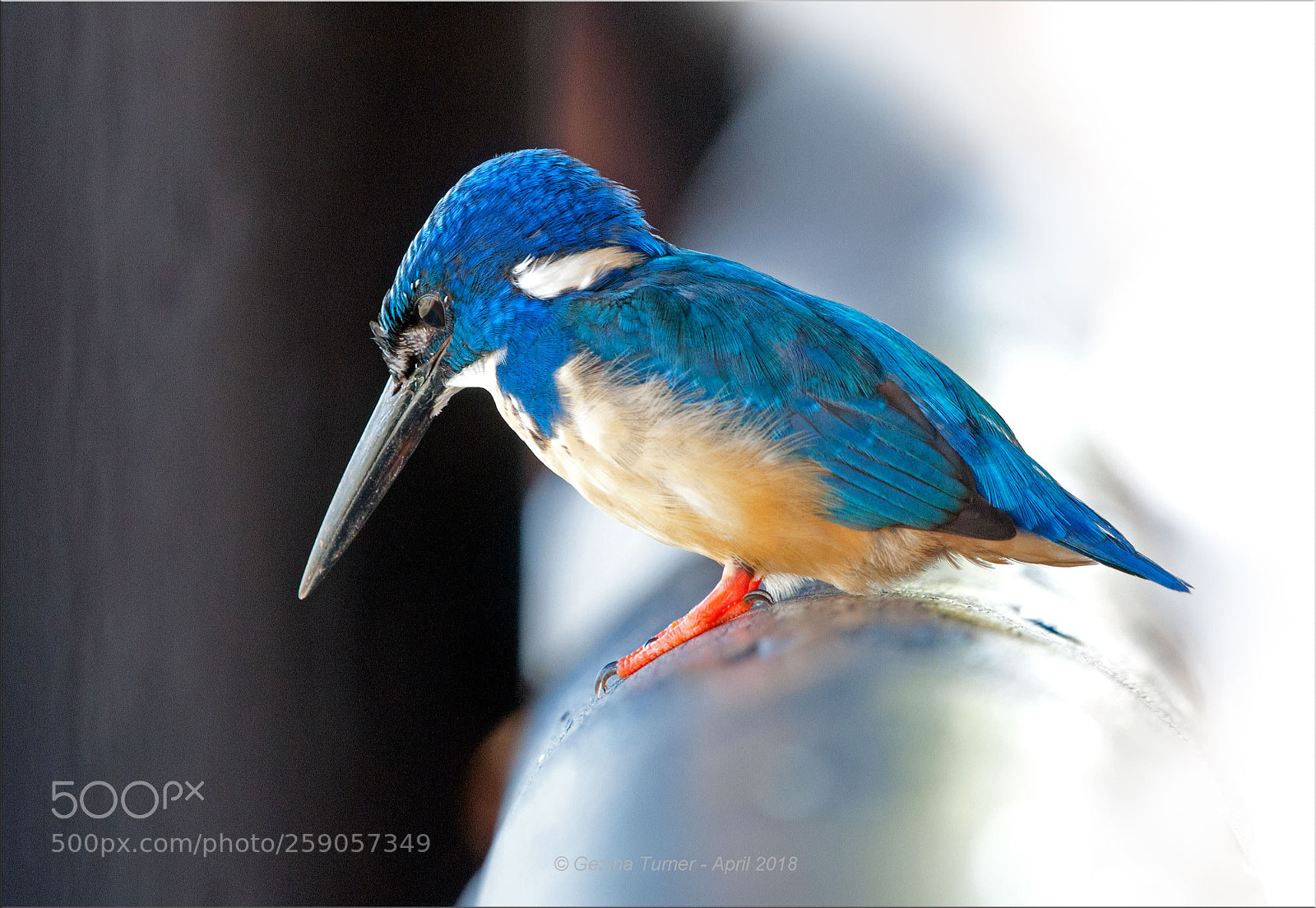 Nikon D300 sample photo. Half collared kingfisher photography