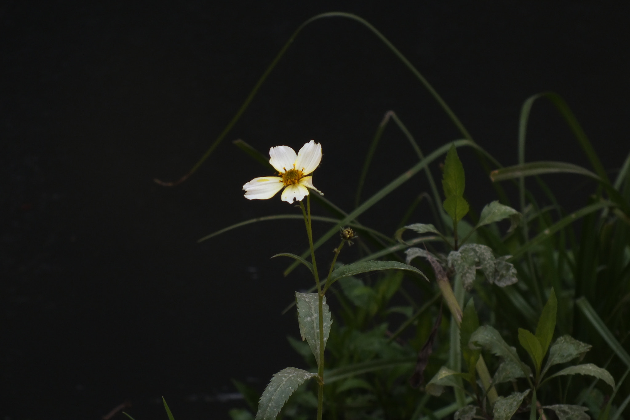 Fujifilm FinePix HS25EXR sample photo. White flower photography