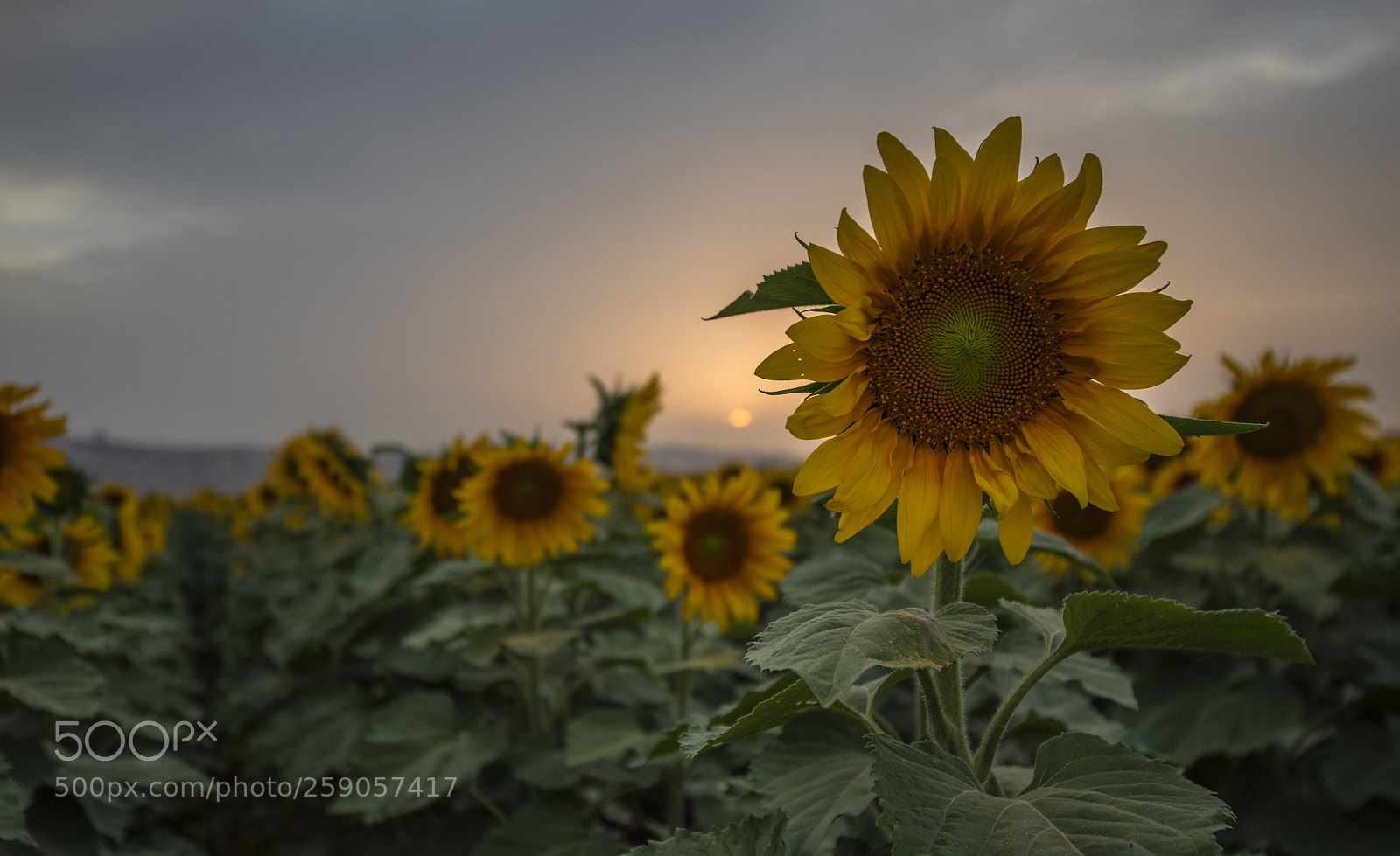 Nikon D750 sample photo. Sunflower at sunset time photography